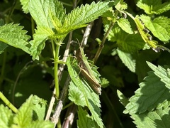 Chorthippus dorsatus