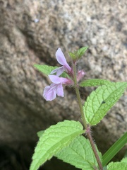 Stachys pilosa