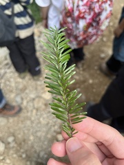 Abies amabilis