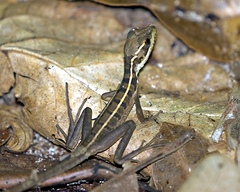 Basiliscus vittatus