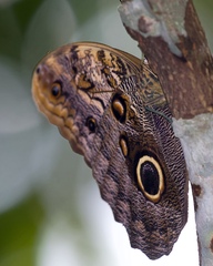 Caligo