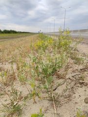 Melilotus wolgicus