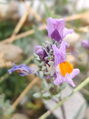 Linaria alpina