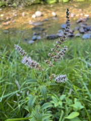 Mentha spicata