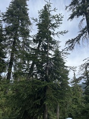 Abies amabilis