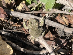 Bufotes viridis viridis