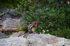 Callospermophilus lateralis