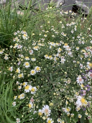 Symphyotrichum ontarionis