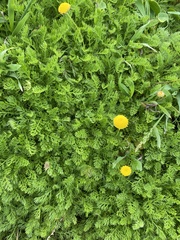 Cotula discolor