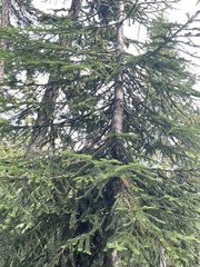 Abies amabilis