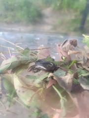 Plestiodon septentrionalis