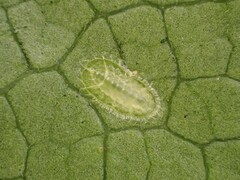 Powellia schefflericola