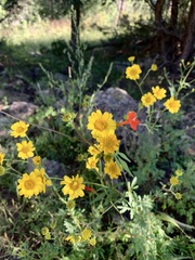 Hymenothrix dissecta