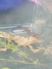 Plestiodon septentrionalis