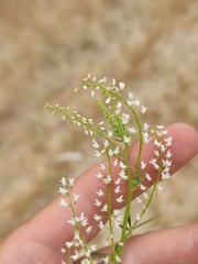 Melilotus wolgicus