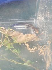 Plestiodon septentrionalis