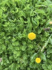 Cotula discolor