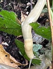 Ariolimax columbianus