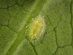 Powellia schefflericola