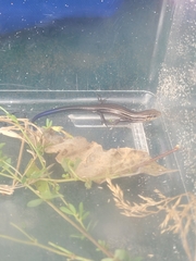 Plestiodon septentrionalis