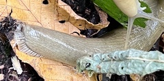 Ariolimax columbianus