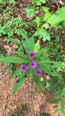 Vernonia noveboracensis