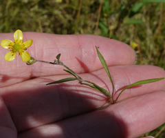 Ranunculus flammula