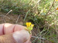 Hermannia althaeifolia