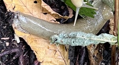 Ariolimax columbianus