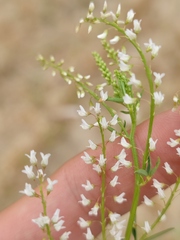 Melilotus wolgicus