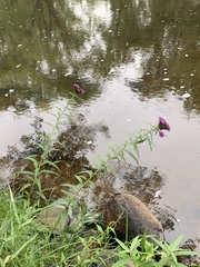 Vernonia fasciculata