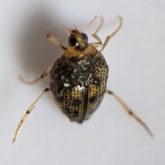 Peltodytes edentulus