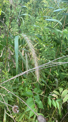 Elymus canadensis