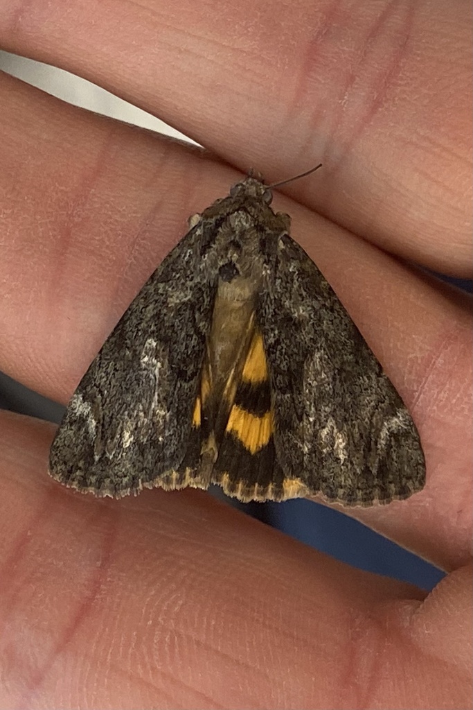 Little Underwing