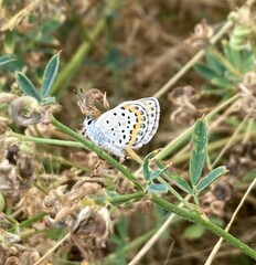 Plebejus