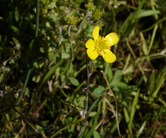 Ranunculus flammula