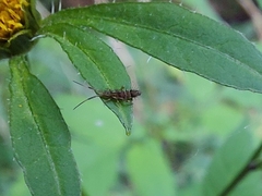 Orchesella flavescens