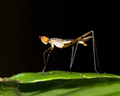 Micropezidae