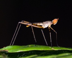 Micropezidae