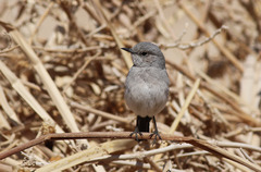 Oenanthe melanura neumanni