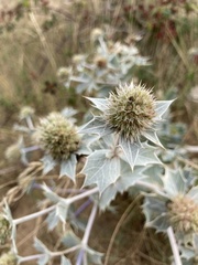 Eryngium maritimum