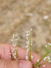 Melilotus wolgicus