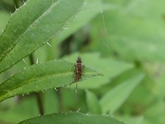 Orchesella flavescens
