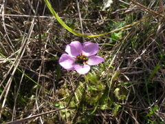 Drosera zeyheri