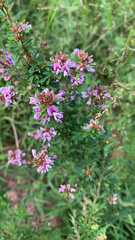 Lespedeza virginica