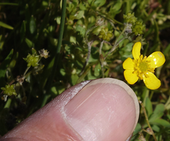 Ranunculus flammula