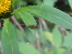 Orchesella flavescens