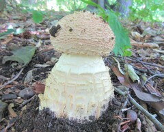 Amanita