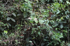 Clerodendrum fuscum