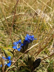 Gentiana parryi